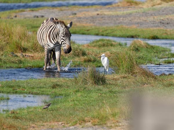 <h3><a href="/trips/tanzania/biota/animalia/chordata/mammalia/perissodactyla/equidae/equus quagga/equus quagga-nl.html">Equus&nbsp;quagga</a> / Plains&nbsp;zebra / Zebra</h3>OM-1 Mark II met OLYMPUS M.150-400mm F4.5, 1/2000 sec  bij F4.5, ISO 320, afstand 63.8&nbsp;m